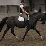 Dansk Varmblod Joy (joey)