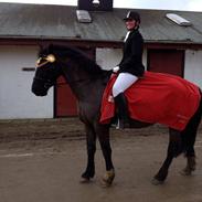 Dansk Varmblod Joy (joey)