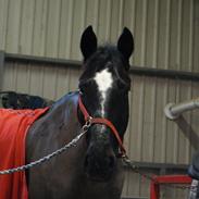 Dansk Varmblod Joy (joey)