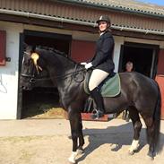 Dansk Varmblod Joy (joey)