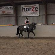 Dansk Varmblod Joy (joey)