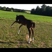 Dansk Varmblod Mr. temptation
