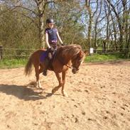 Anden særlig race Magic super Babe