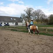 Anden særlig race Prins