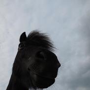 Shetlænder Ispind ( Isser )