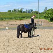 Shetlænder Ispind ( Isser )