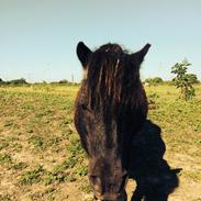 Shetlænder Ispind ( Isser )