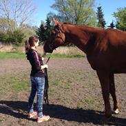 Branderburger Santero (Teo)