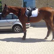 Branderburger Santero (Teo)