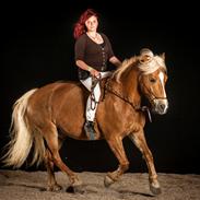 Haflinger Herkules