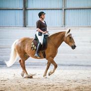 Haflinger Herkules