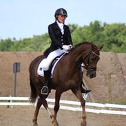 New Forest Marco Kohave *B-PONY*