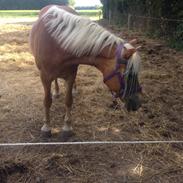 Haflinger Laura