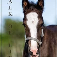 Irish Cob walk of life ( Liam )