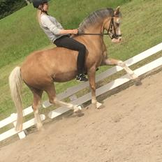 Welsh Mountain (sec A) Femke