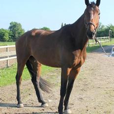 Dansk Varmblod Zacapa