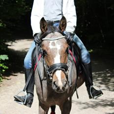 DSP Spotlight's Kira *LÅNE HEST*