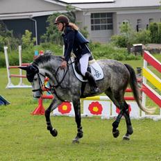 Dansk Varmblod Celis-N