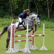 Dansk Varmblod Celis-N