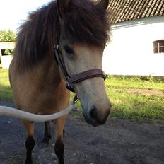 Islænder Disa fra Bøgvad