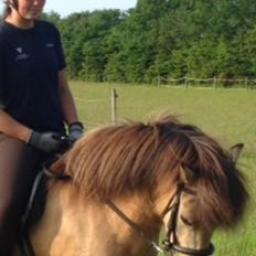 Islænder Disa fra Bøgvad