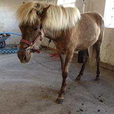 Islænder Hjarta fra Lundbækgård