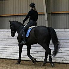 Tysk Oldenburger Depardu