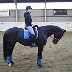 Tysk Oldenburger Depardu