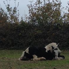 Irish Cob Irish Blue Lady