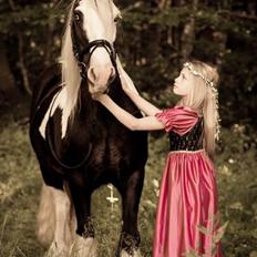 Irish Cob Irish Blue Lady