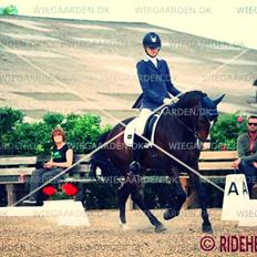 New Forest Romeo's Geiger B-pony