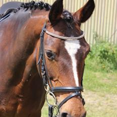 Tysk Sportspony Taifun