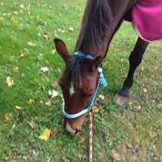 Anden særlig race Ida :-*