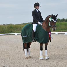 Welsh Cob (sec D) Lindbergs Milton B-PONY