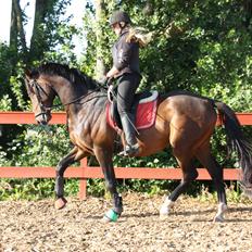 Dansk Varmblod Ziwako