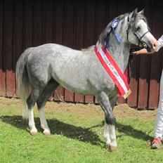 Welsh Pony (sec B) Bjerregårds Sonny Boy