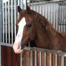 Hollandsk Sportspony U-Peter (Jupeter)