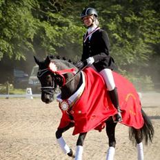 New Forest Calandias Avalanche (Caval)