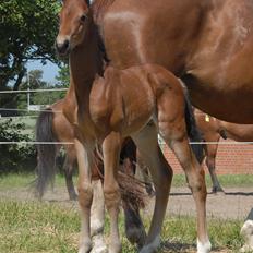 Dansk Varmblod Søgaards Bon Royal