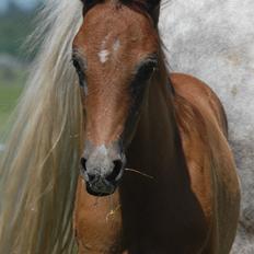 DSP DD Lucky Rapunzel