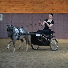 Amerikansk Miniature Elizabeth The Queen