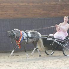 Amerikansk Miniature Elizabeth The Queen