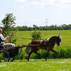 Amerikansk Miniature Abrias Daring Eclipse