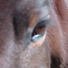 Anden særlig race Cerise