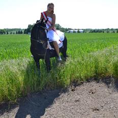 Tysk Sportspony Aquador • B-PONY •