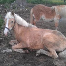 Anden særlig race Topazes conquistador