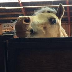 Welsh Mountain (sec A) Femke