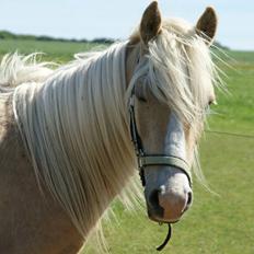 Anden særlig race Topazes conquistador