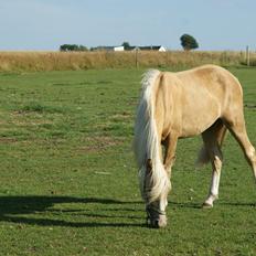 Anden særlig race Topazes conquistador