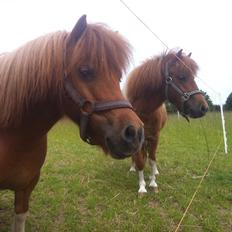 Anden særlig race Line